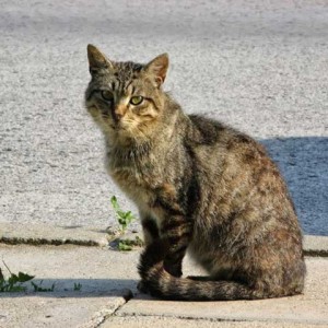 List otwarty w sprawie dokarmiania wolno żyjących kotów w Pruszkowie
